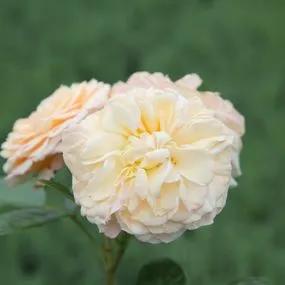 Timeless Cream Rose (Rosa Timeless Cream) 3
